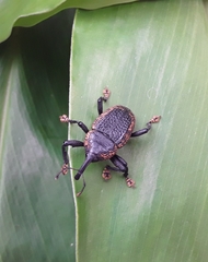 Homalinotus deplanatus