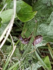 Lasius