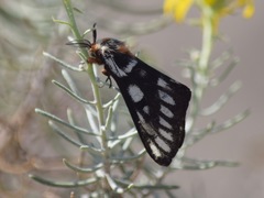 Hemileuca chinatiensis