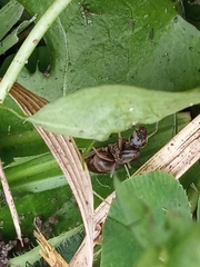 Lasius