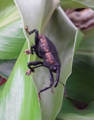 Homalinotus deplanatus