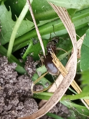 Lasius