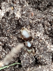 Lasius