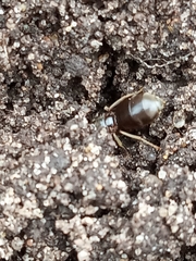 Lasius