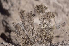 Nama carnosa