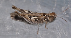 Dociostaurus jagoi occidentalis