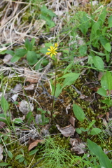 Solidago virgaurea lapponica