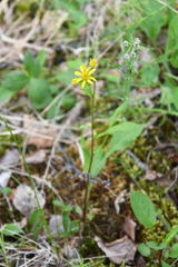 Solidago virgaurea lapponica
