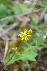 Solidago virgaurea lapponica