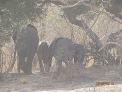 Loxodonta