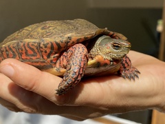 Rhinoclemmys pulcherrima pulcherrima