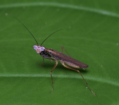 Spilomantis occipitalis