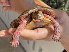 Rhinoclemmys pulcherrima pulcherrima