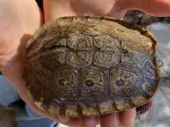 Rhinoclemmys pulcherrima pulcherrima