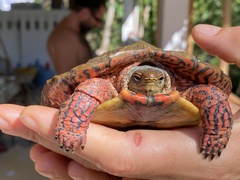 Rhinoclemmys pulcherrima pulcherrima