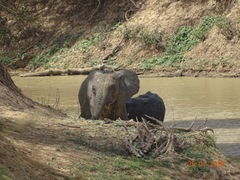 Loxodonta