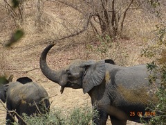 Loxodonta