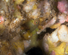 Priolepis aureoviridis