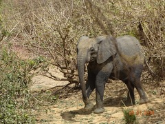 Loxodonta