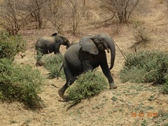 Loxodonta