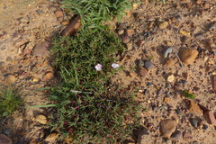 Lampranthus aduncus