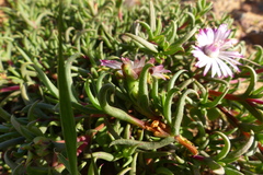Lampranthus aduncus