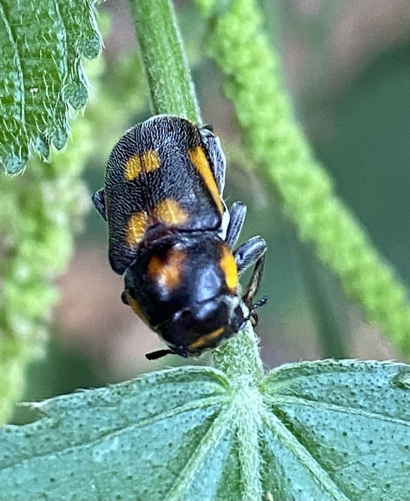 Sphondylia