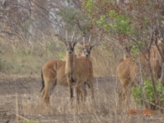Hippotragus equinus koba