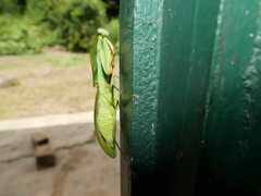 Choeradodis rhomboidea