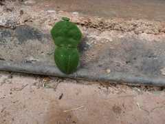 Choeradodis rhomboidea