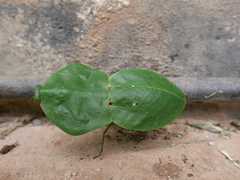 Choeradodis rhomboidea