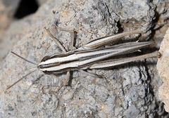 Euchorthippus chopardi