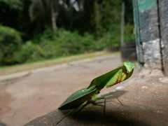 Choeradodis rhomboidea