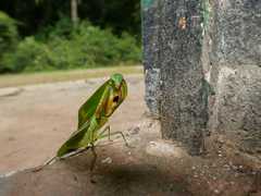 Choeradodis rhomboidea