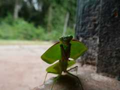 Choeradodis rhomboidea