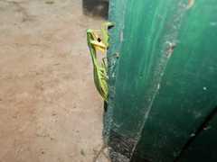 Choeradodis rhomboidea