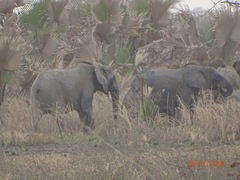 Loxodonta
