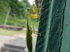 Choeradodis rhomboidea