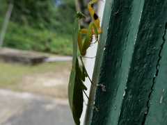 Choeradodis rhomboidea