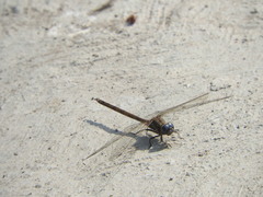 Macrothemis inacuta