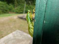 Choeradodis rhomboidea