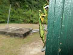 Choeradodis rhomboidea