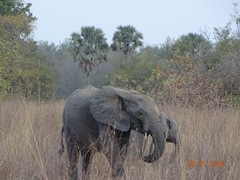 Loxodonta
