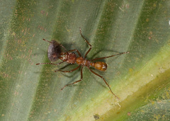 Ectatomma tuberculatum