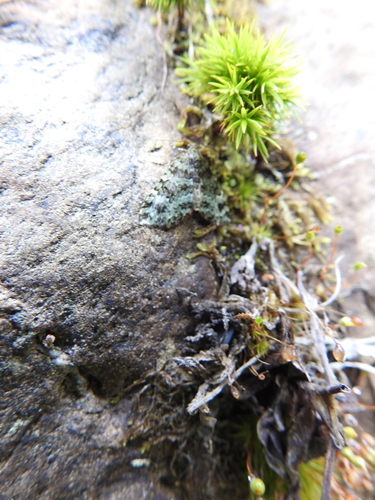 Perizoma pastoralis