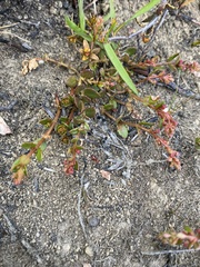 Gonocarpus micranthus