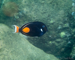 Acanthurus achilles
