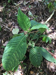 Notopleura aggregata