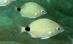 Diplodus holbrookii