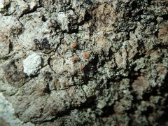 Bacidia rubella